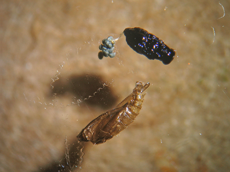 Phyllonorycter robiniellus